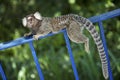 Brazilian Monkey Relaxing Jungle Forest Fence