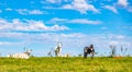 Brazilian nelore catle on pasture in Brazil`s countryside