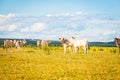 Brazilian nelore catle on pasture in Brazil`s countryside. Royalty Free Stock Photo