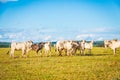 Brazilian nelore catle on pasture in Brazil`s countryside. Royalty Free Stock Photo