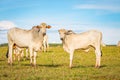 Brazilian nelore catle on pasture in Brazil`s countryside. Royalty Free Stock Photo