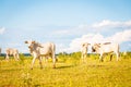 Brazilian nelore catle on pasture in Brazil`s countryside. Royalty Free Stock Photo