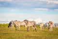 Brazilian nelore catle on pasture in Brazil`s countryside.