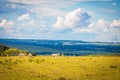 Brazilian nelore catle on pasture in Brazil`s countryside. Royalty Free Stock Photo