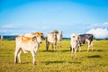 Brazilian nelore catle on pasture in Brazil`s countryside. Royalty Free Stock Photo