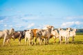 Brazilian nelore catle on pasture in Brazil`s countryside. Royalty Free Stock Photo