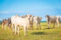 Brazilian nelore catle on pasture in Brazil`s countryside. Royalty Free Stock Photo