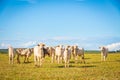 Brazilian nelore catle on pasture in Brazil`s countryside. Royalty Free Stock Photo