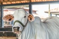 Brazilian Nelore elite cattle in a exposition park Royalty Free Stock Photo