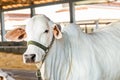 Brazilian Nelore elite cattle in a exposition park