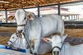 Brazilian Nelore elite cattle in a exposition park