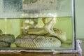 Jararaca typical Brazilian snake Royalty Free Stock Photo