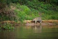 Brazilian Pantanal - The Jaguar