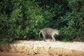 Brazilian Pantanal - The Jaguar