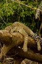 Brazilian Pantanal - The Jaguar