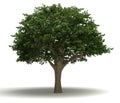 Brazilian Pepper Tree Royalty Free Stock Photo