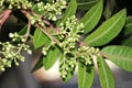 Brazilian peppertree, Schinus terebinthifolia