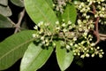 Brazilian peppertree, Schinus terebinthifolia
