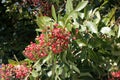 Brazilian peppertree, Schinus terebinthifolia Royalty Free Stock Photo