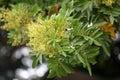 Brazilian peppertree, Schinus terebinthifolia