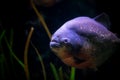 Brazilian piranha closeup in the dark aquarium