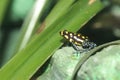 Brazilian poison frog Royalty Free Stock Photo