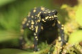 Brazilian poison frog Royalty Free Stock Photo