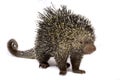 The Brazilian porcupine Coendou prehensilis Royalty Free Stock Photo