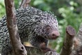 Brazilian Prehensile-tailed Porcupine - Coendou prehensilis Royalty Free Stock Photo