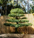 Brazilian Rain Tree Chloroleucon tortum bonsai tree