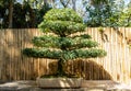 Brazilian Rain Tree Chloroleucon tortum bonsai tree