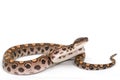 Brazilian Rainbow Boa Royalty Free Stock Photo