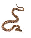 Brazilian Rainbow Boa Royalty Free Stock Photo