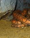 Brazilian Rainbow Boa (Epicrates cenchria) Royalty Free Stock Photo