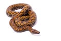 Brazilian rainbow boa, Epicrates cenchria cenchria Royalty Free Stock Photo