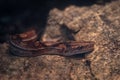 Brazilian Rainbow Boa snake Royalty Free Stock Photo