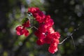 Brazilian Red Flower Royalty Free Stock Photo