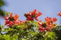 Brazilian Red Flower This flower is very rare in Brazil. Royalty Free Stock Photo