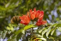 Brazilian Red Flower This flower is very rare in Brazil. Royalty Free Stock Photo
