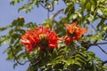 Brazilian Red Flower This flower is very rare in Brazil. Royalty Free Stock Photo