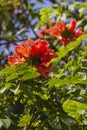 Brazilian Red Flower This flower is very rare in Brazil. Royalty Free Stock Photo