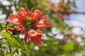 Brazilian Red Flower This flower is very rare in Brazil. Royalty Free Stock Photo