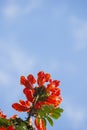 Brazilian Red Flower This flower is very rare in Brazil. Royalty Free Stock Photo