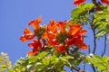 Brazilian Red Flower This flower is very rare in Brazil. Royalty Free Stock Photo