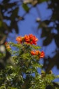 Brazilian Red Flower This flower is very rare in Brazil. Royalty Free Stock Photo