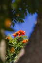 Brazilian Red Flower This flower is very rare in Brazil. Royalty Free Stock Photo