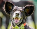 A Brazilian Rescue Dog With Huge Ears And Mouth Open Face Portrait Looking At Camera