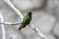 Brazilian ruby perching on a branch in Atlantic forest against bright background, Itatiaia, Brazil