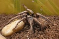 Brazilian salmon bird-eating tarantula Lasiodora parahybana Royalty Free Stock Photo