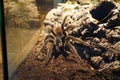 Brazilian salmon pink bird eating tarantula